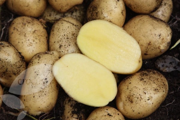 potato 'Lady Christl' (PBR)