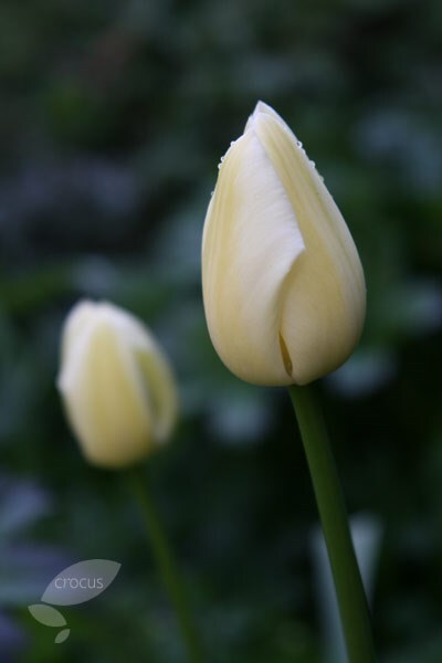 <i>Tulipa</i> 'Nicholas Heyek'
