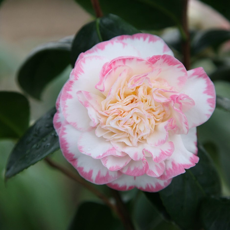 Buy camellia Camellia japonica 'Margaret Davis'