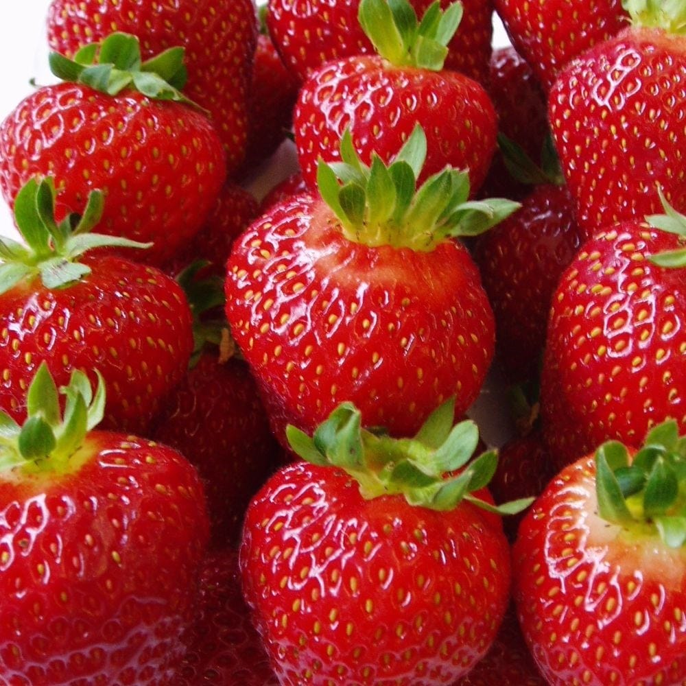 Buy strawberry Albion (PBR) strawberry Albion (PBR) £5.99
