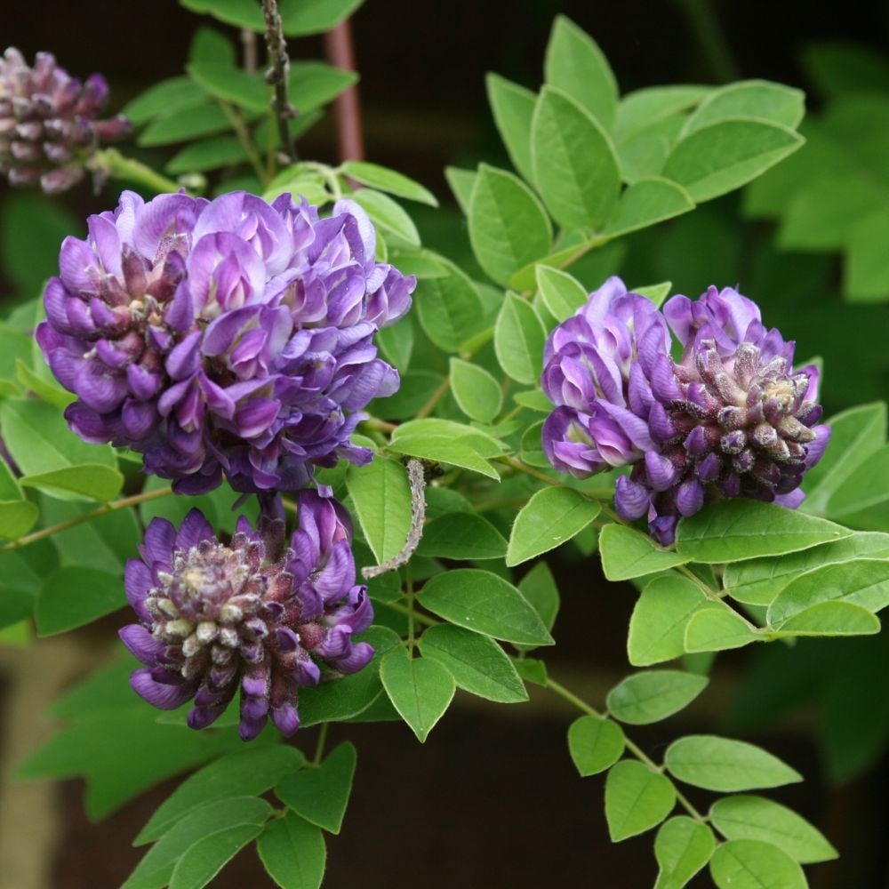 <i>Wisteria frutescens</i> 'Longwood Purple'