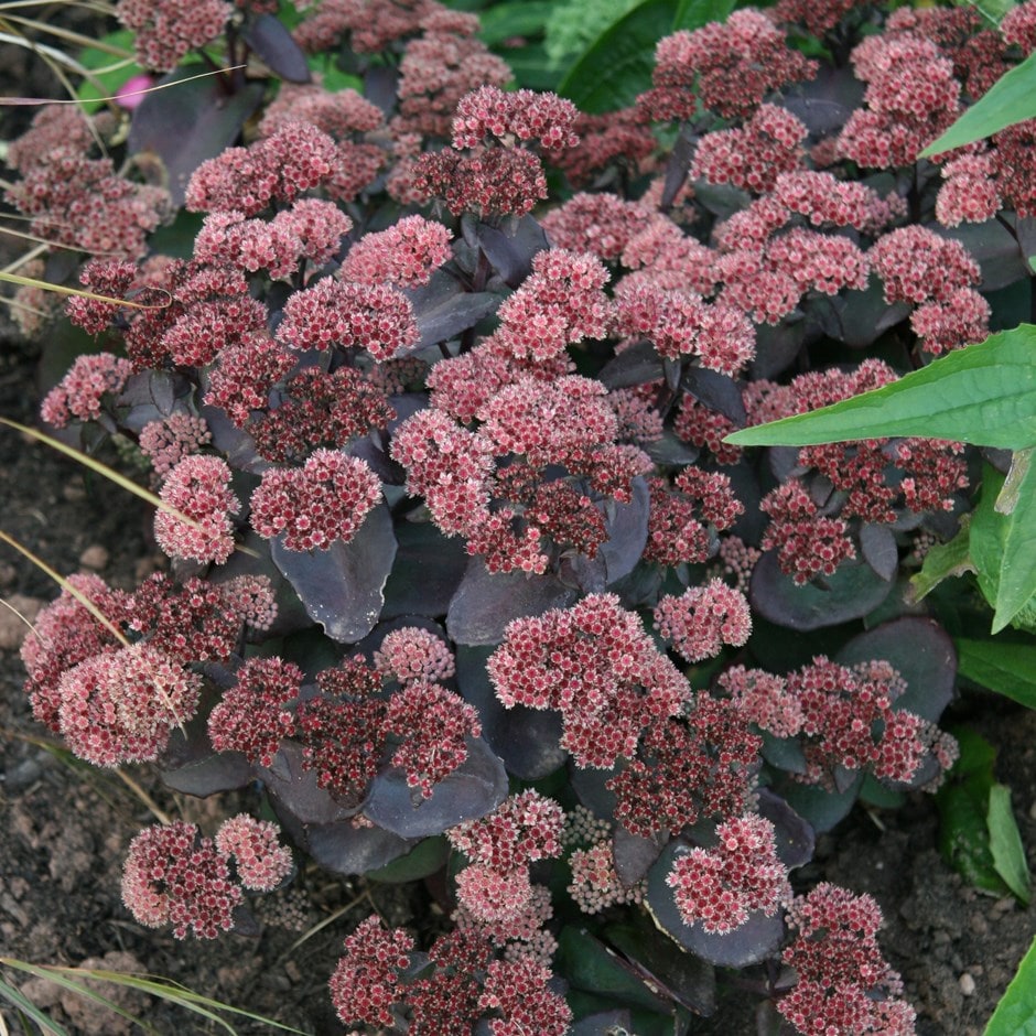 <i>Hylotelephium telephium</i> (Atropurpureum Group) 'Karfunkelstein'