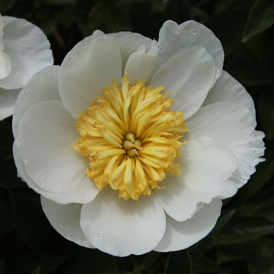<i>Paeonia lactiflora</i> 'Krinkled White'