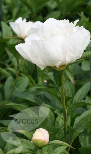<i>Paeonia lactiflora</i> 'Krinkled White'