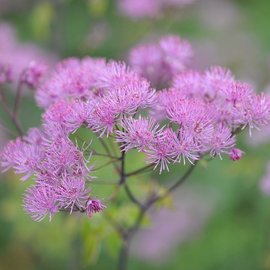 <i>Thalictrum</i> 'Black Stockings'