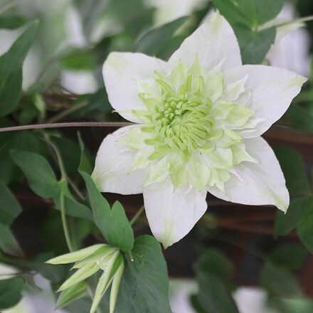 Clematis Peppermint ('Evipo005') (PBR)