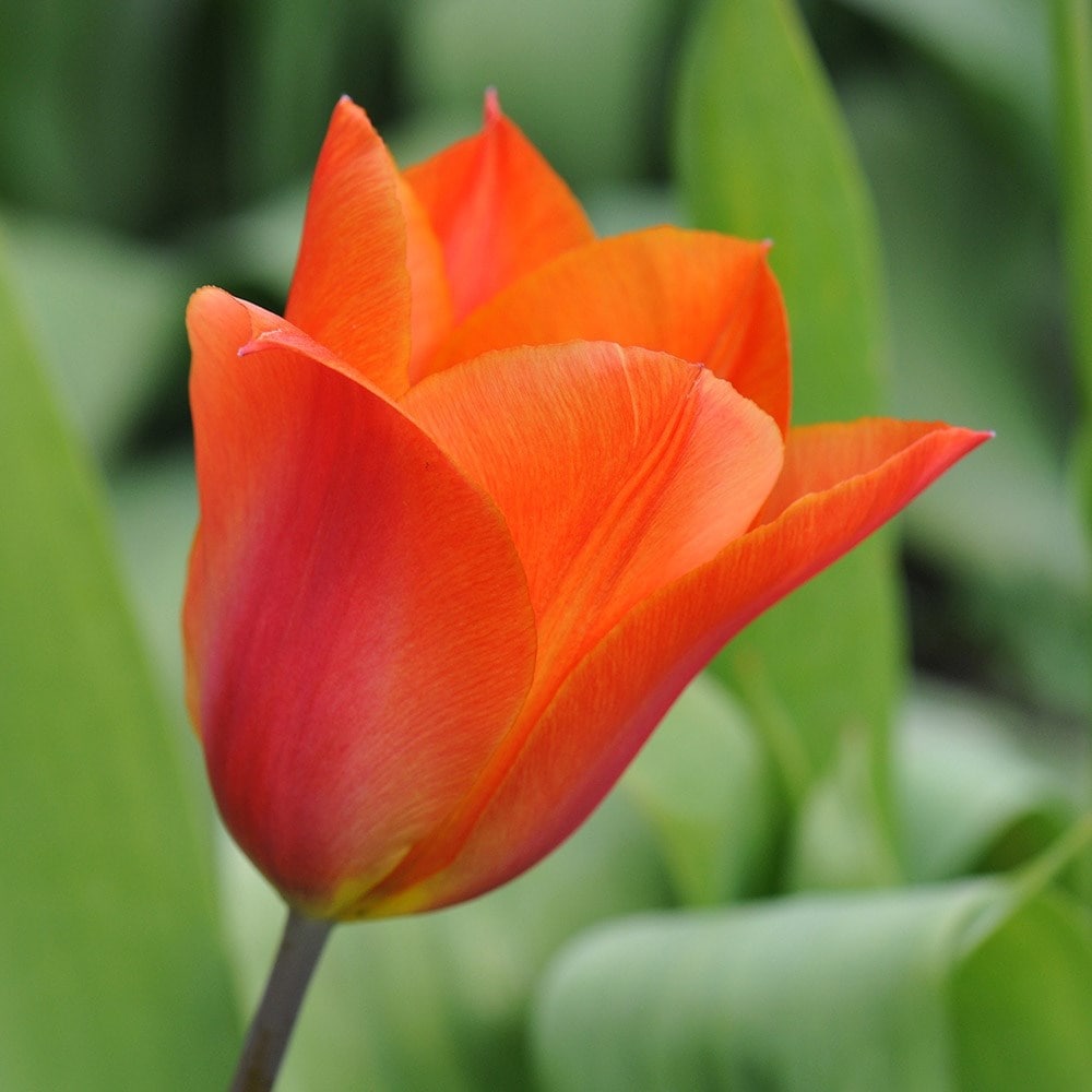 <i>Tulipa</i> 'Véronique Sanson'