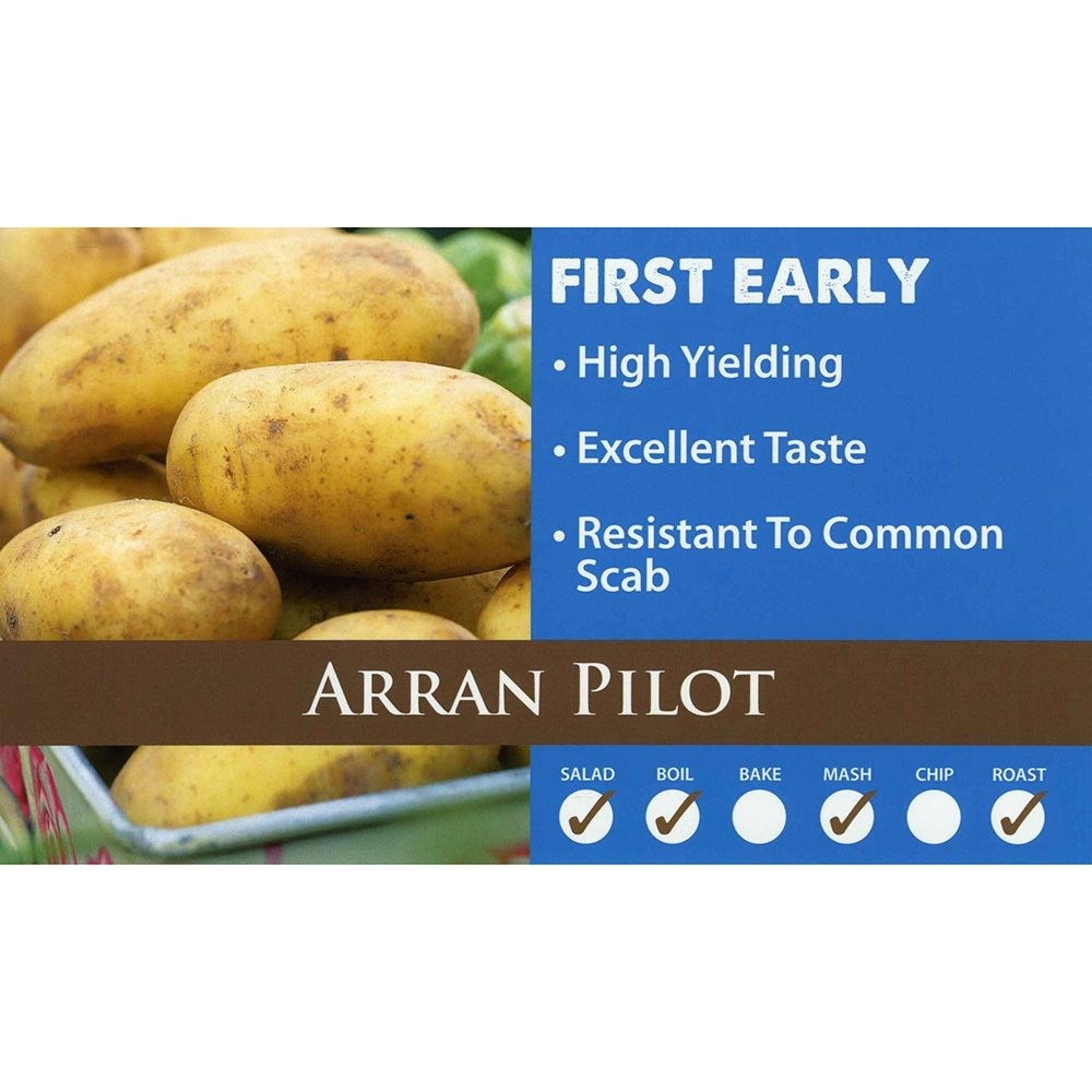 potato 'Arran Pilot'