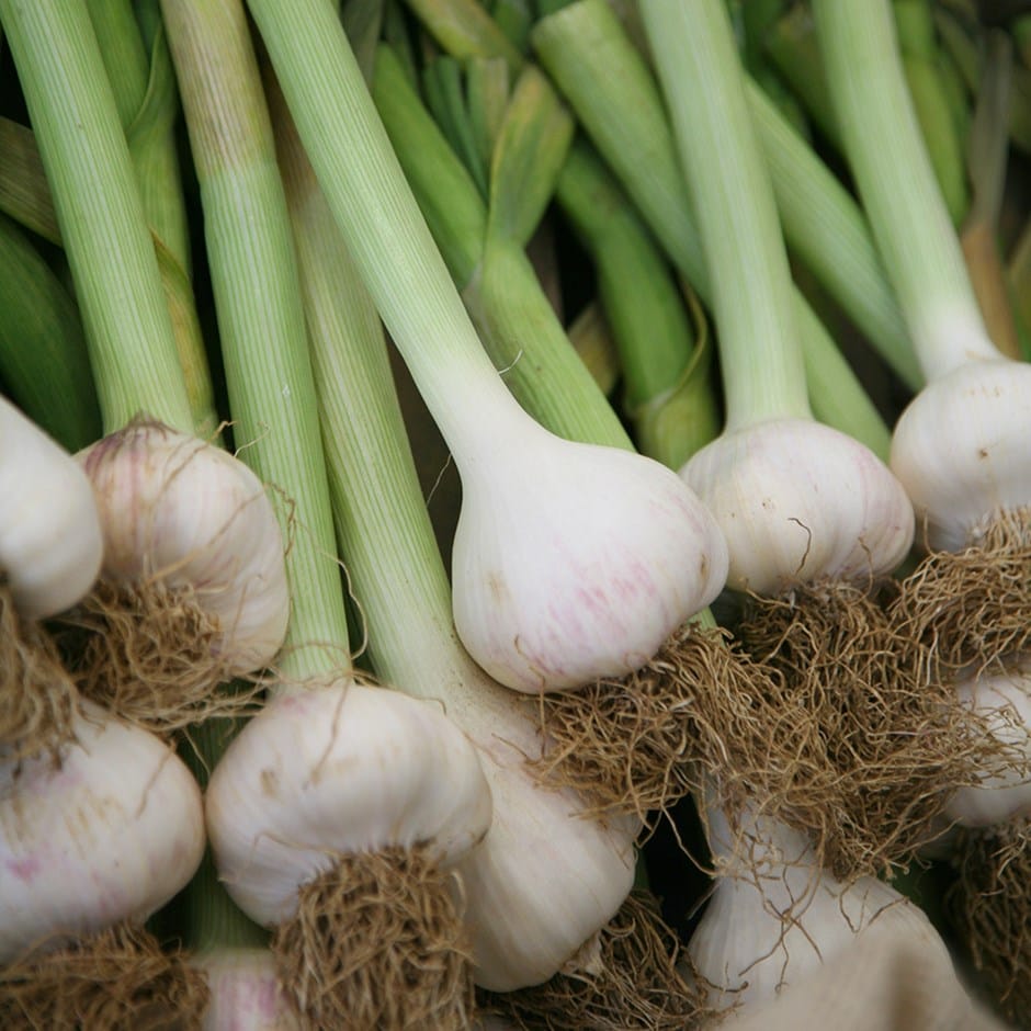 garlic 'Solent White'