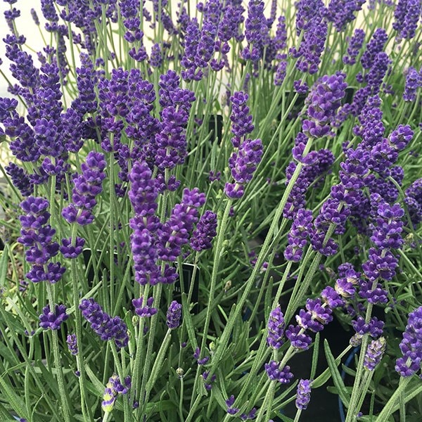 Buy Lavender Lavandula Angustifolia Hidcote Delivery By Crocus