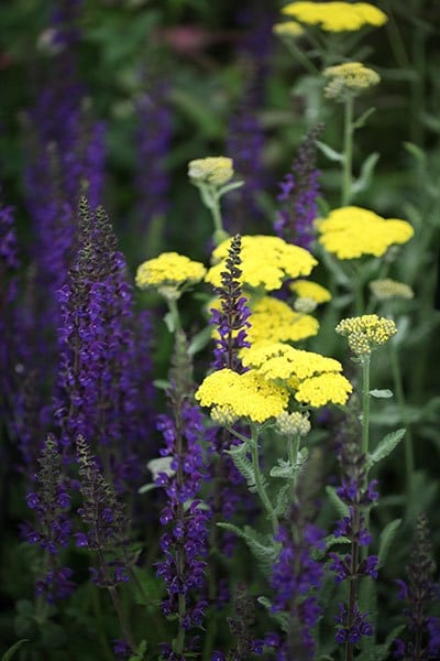 Buy yarrow Achillea Moonshine: £5.99 Delivery by Crocus