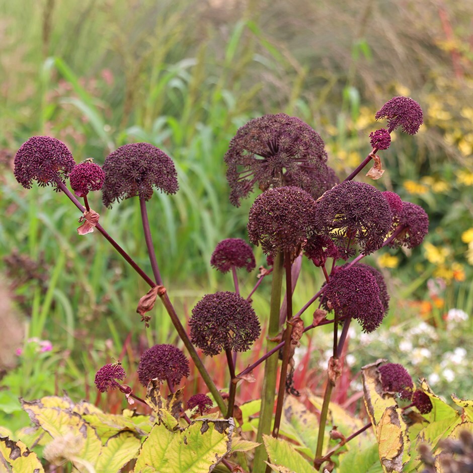 Buy Angelica Angelica Gigas £699 Delivery By Crocus