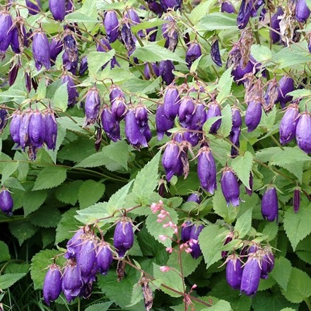 Campanula Sarastro