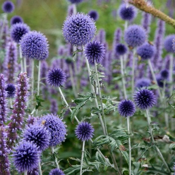 Buy Small Globe Thistle Echinops Ritro Veitchs Blue £699 Delivery By