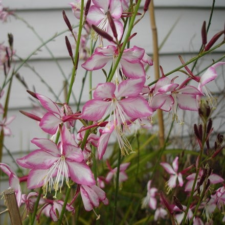 Oenothera lindheimeri Rosyjane ('Harrosy') (PBR)