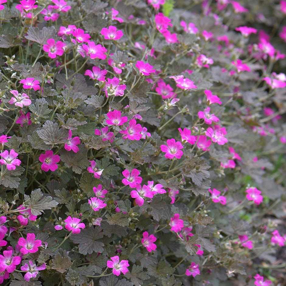 <i>Geranium</i> <b class=small-caps>Orkney Cherry</b> ('Bremerry') (PBR)