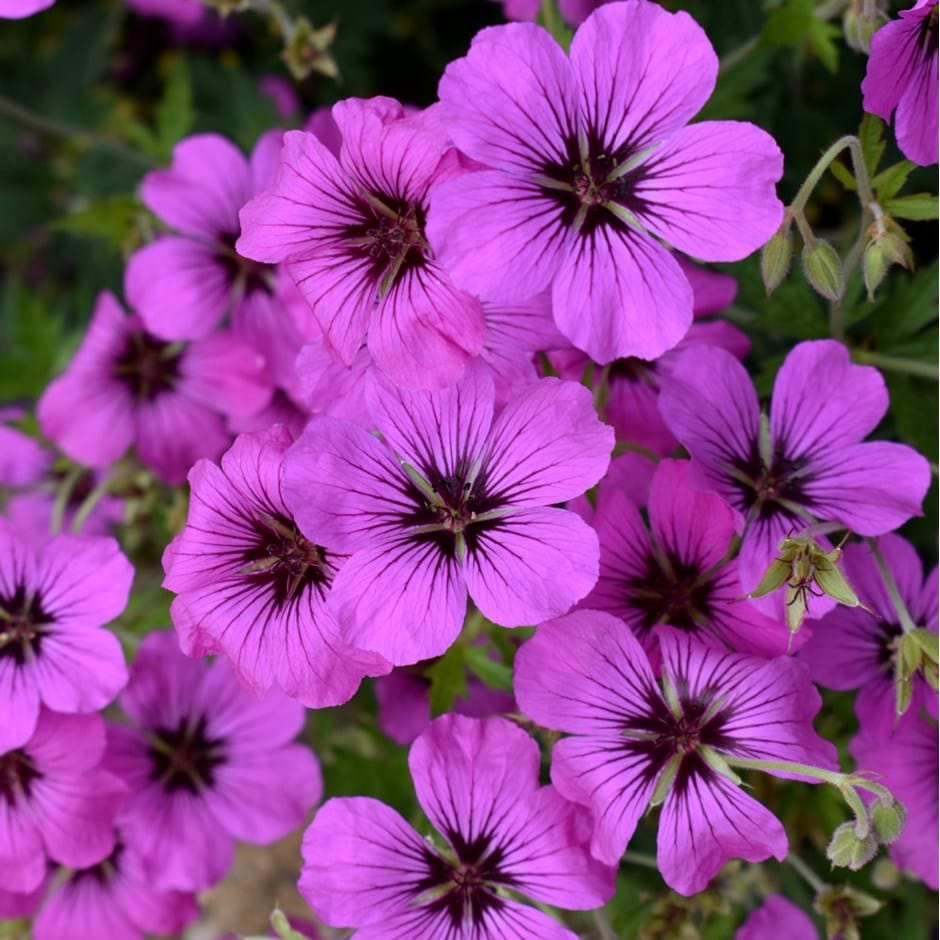 <I>Geranium</i> <b class=small-caps>Patricia</b> ('Brempat')