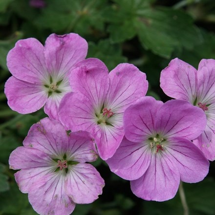 <i>Geranium</i> 'Mavis Simpson'