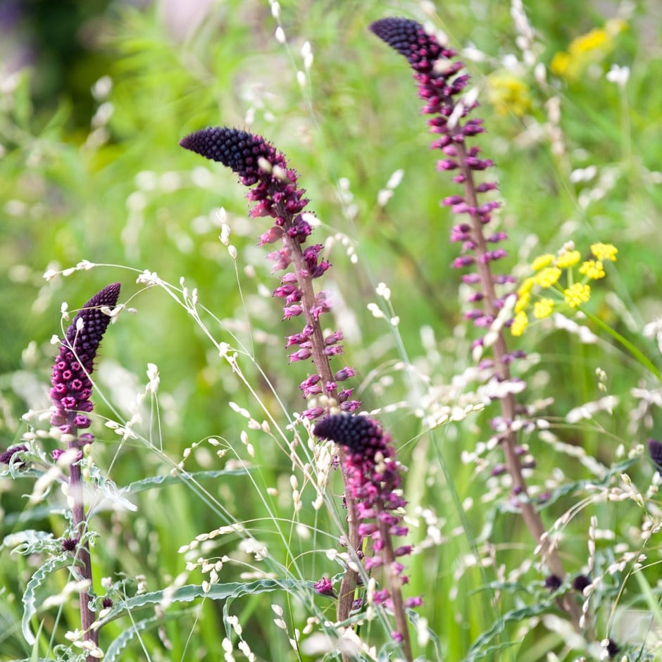 <i>Lysimachia atropurpurea</i> 'Beaujolais'