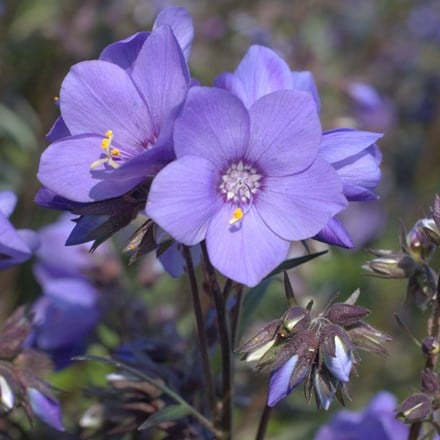 Polemonium yezoense var. hidakanum Bressingham Purple ('Polbress')
