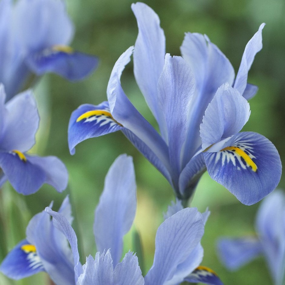 <i>Iris</i> 'Alida' (Reticulata)