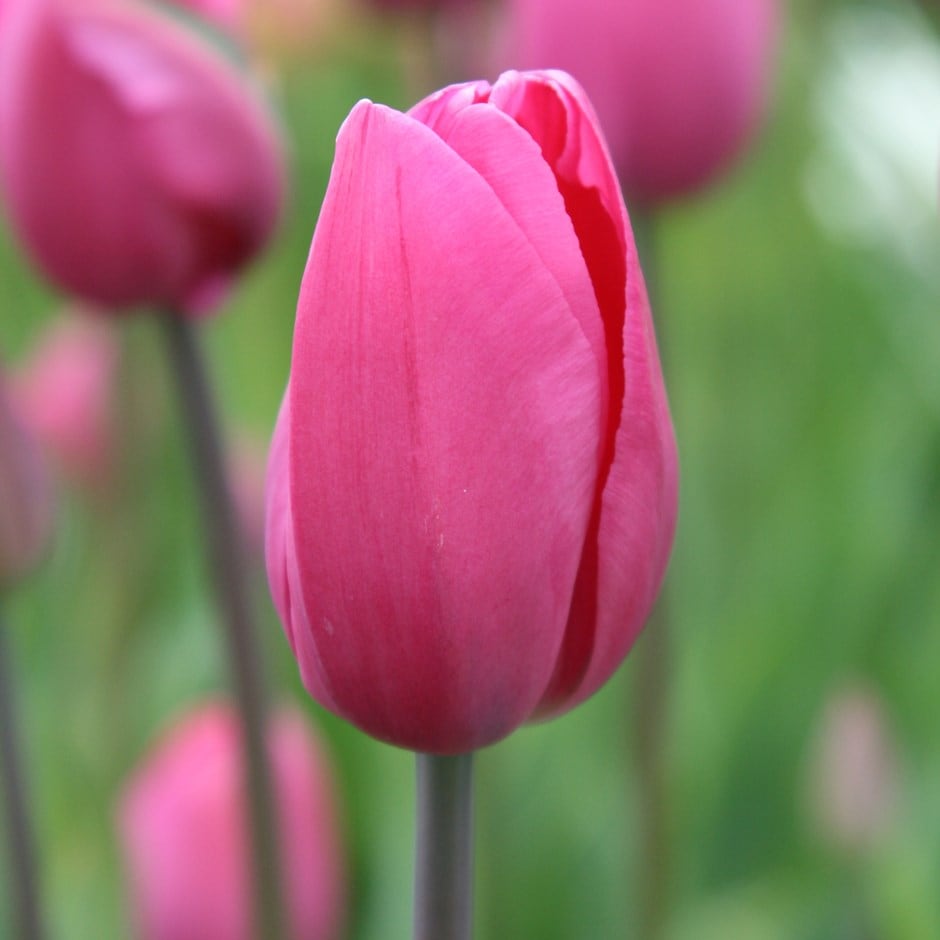 <i>Tulipa</i> 'Don Quichotte'
