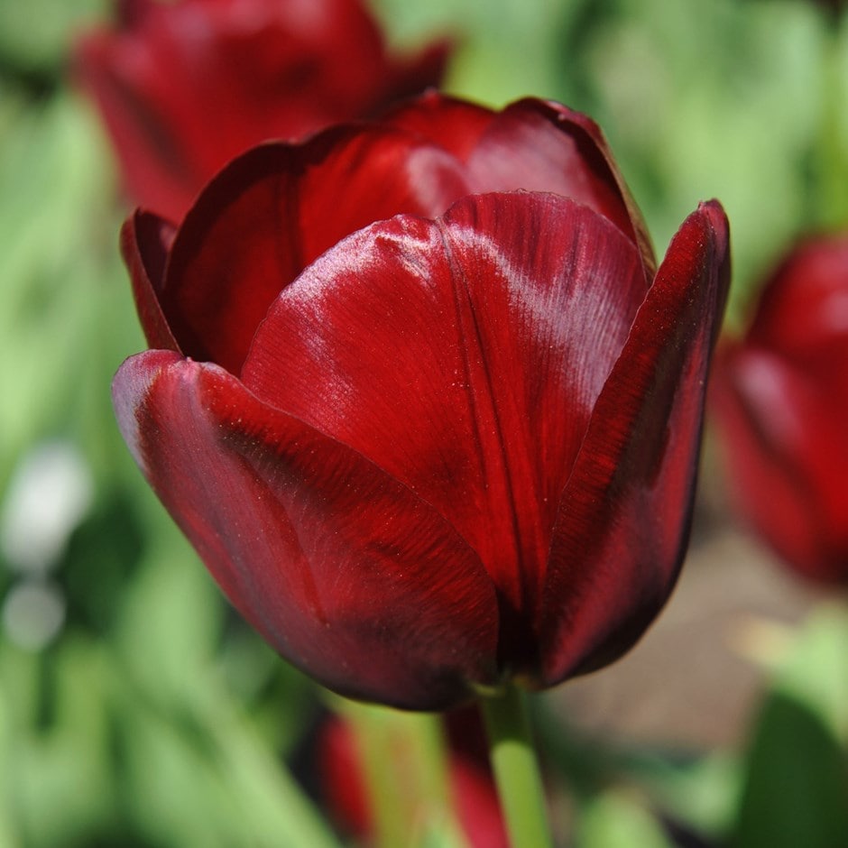 <i>Tulipa</i> 'National Velvet'