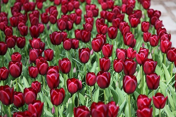 <i>Tulipa</i> 'National Velvet'