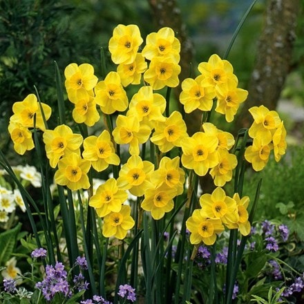 jonquilla daffodil bulbs