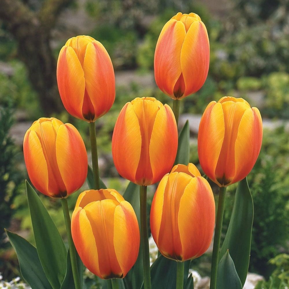 Tulipa 'World Peace' (PBR)