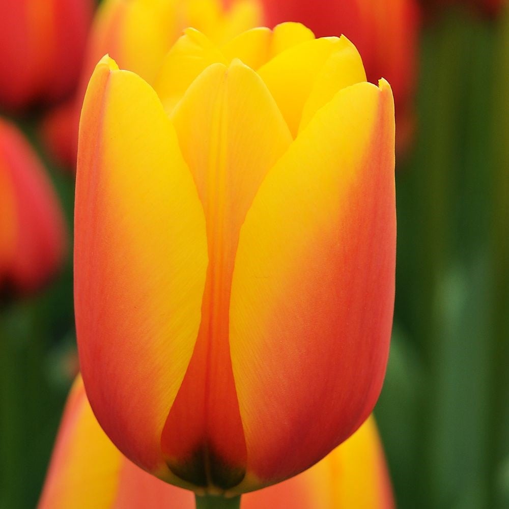 Tulipa 'World Peace' (PBR)