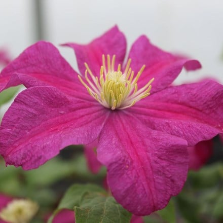 <i>Clematis</i> 'Remembrance'
