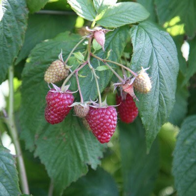 raspberry 'Polka' (PBR)