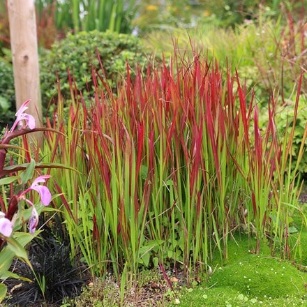 Japanese blood grass ( syn. Imperata Red Baron )