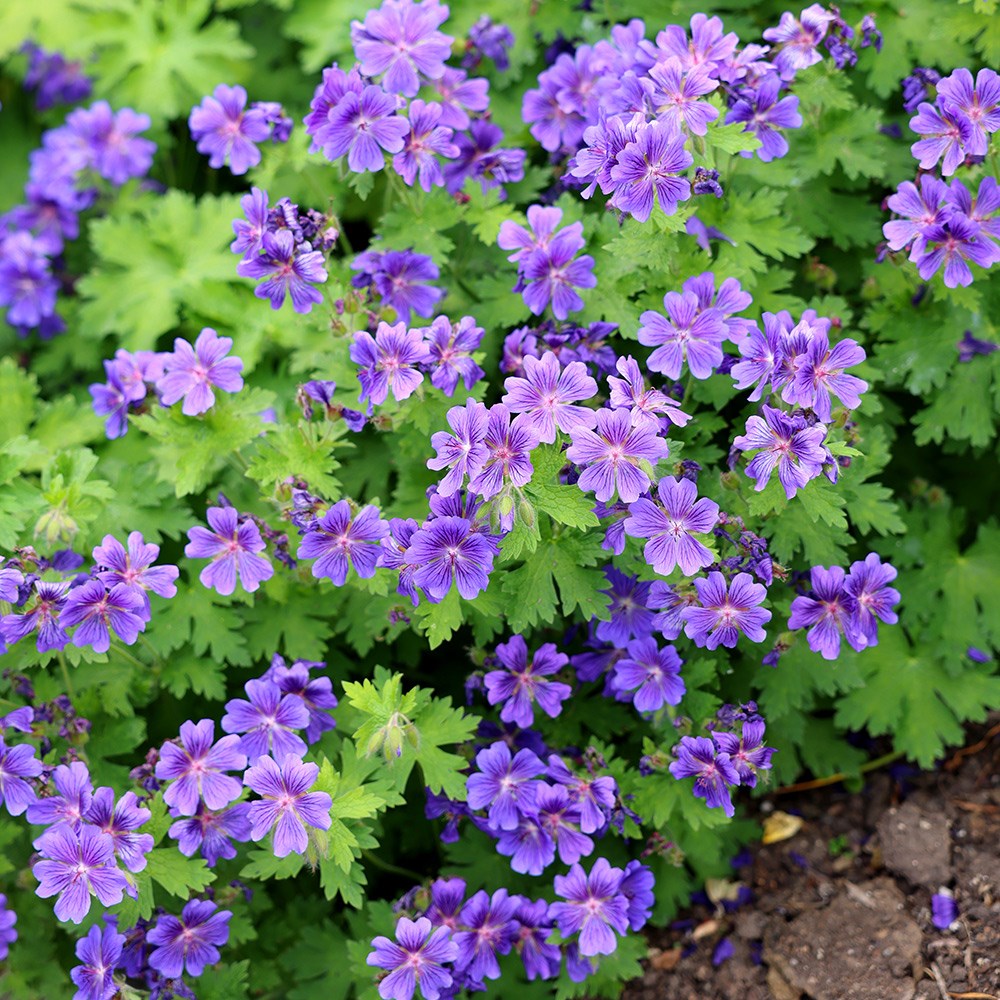 Buy Cranesbill Geranium × Magnificum Rosemoor: £6.99 Delivery By Crocus