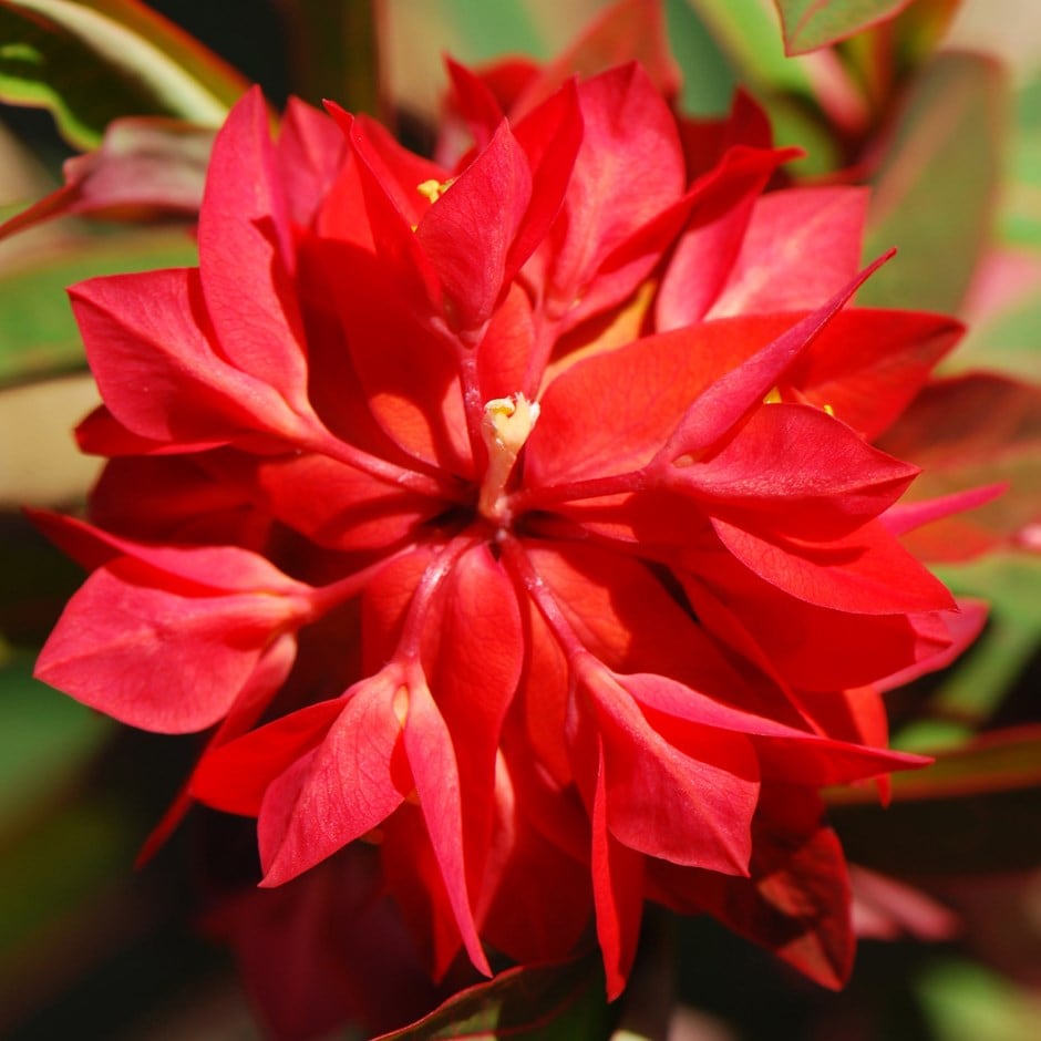 <i>Euphorbia griffithii</i> 'Fireglow'