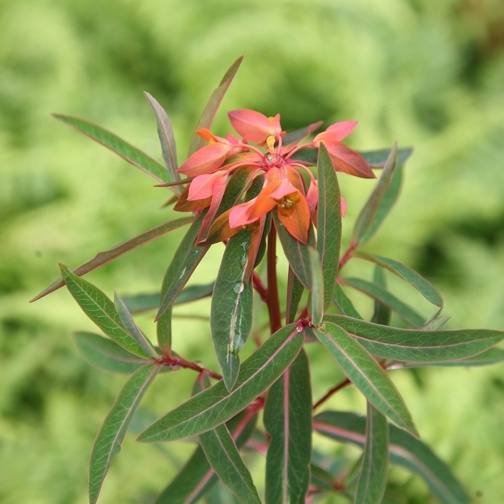 <i>Euphorbia griffithii</i> 'Fireglow'