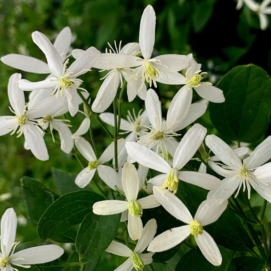 <i>Clematis</i> 'Sweet Scentsation'