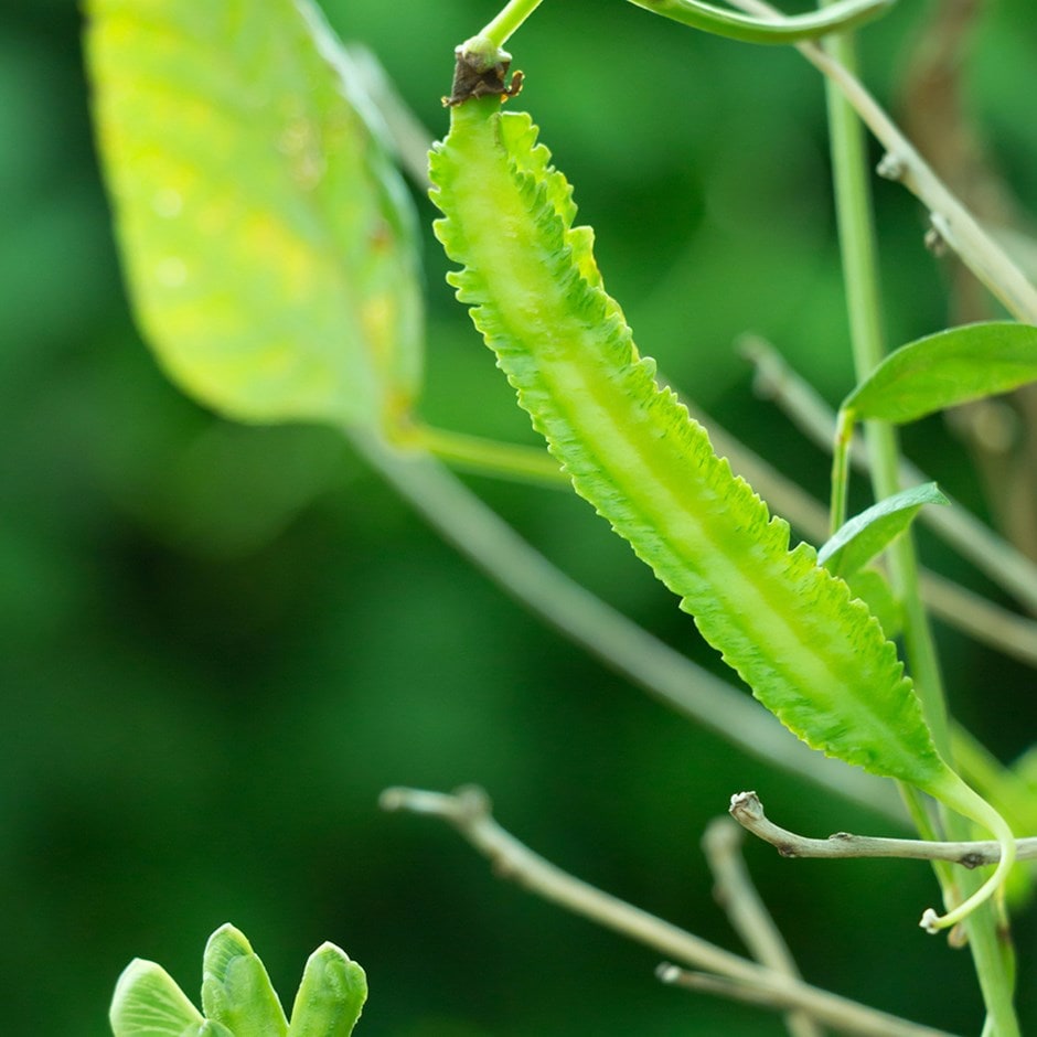 asparagus pea or Lotus tetragonolobus asparagus pea or Lotus tetragonolobus