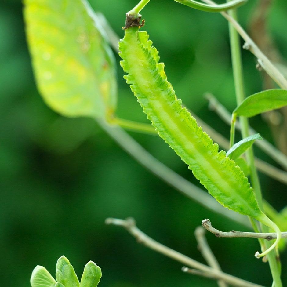 asparagus pea