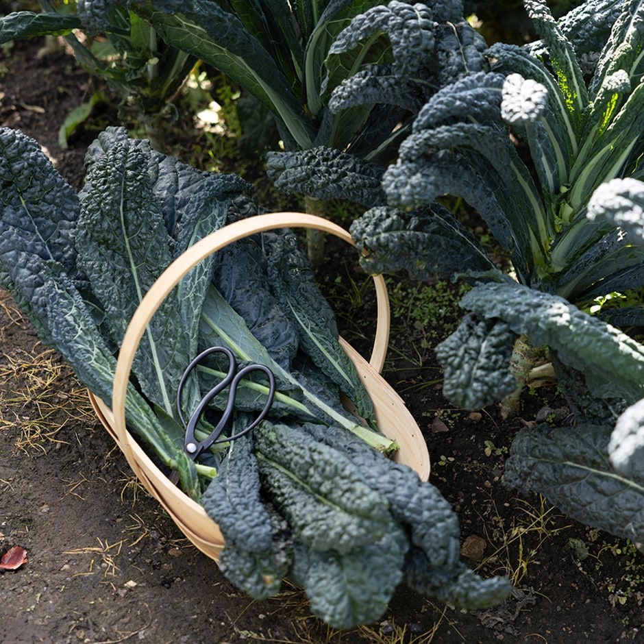 kale or Brassica oleracea (Acephala Group) 'Nero di Toscana' kale or Brassica oleracea (Acephala Group) 'Nero di Toscana'