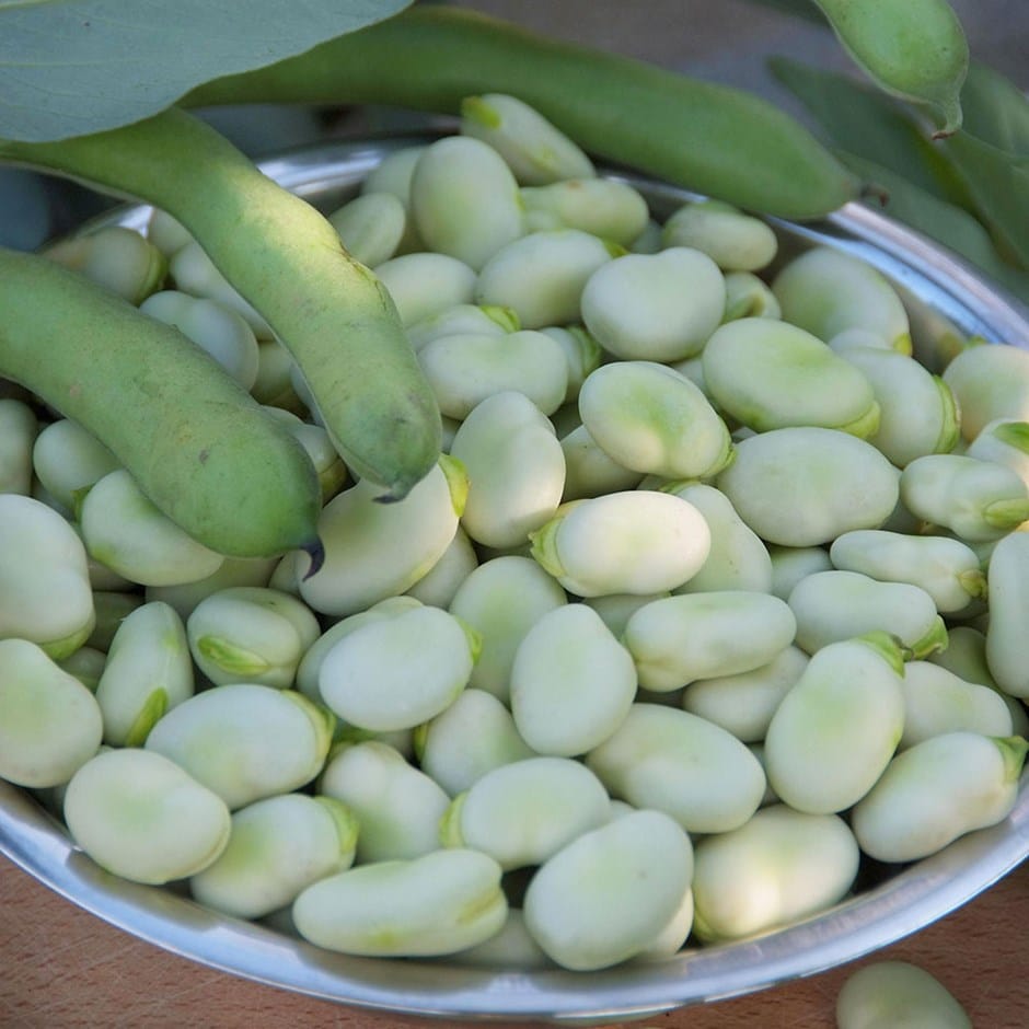Vicia faba 'Aquadulce Claudia' Vicia faba 'Aquadulce Claudia'