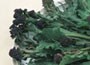 purple broccoli or Brassica oleracea (Italica Group) 'Early Purple Sprouting'