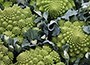 cauliflower or Brassica oleracea (Botrytis Group) 'Romanesco'