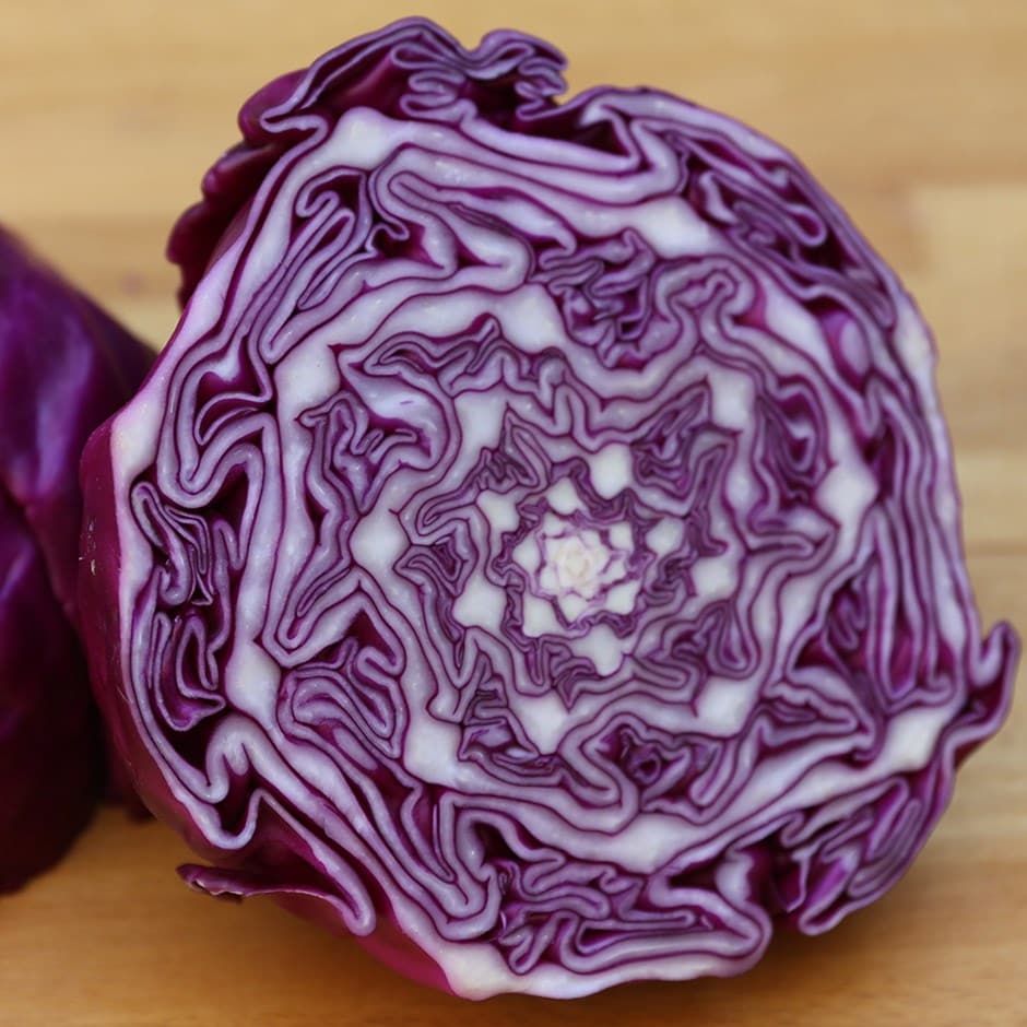cabbage or Brassica oleracea (Capitata Group) 'Red Drumhead' cabbage or Brassica oleracea (Capitata Group) 'Red Drumhead'