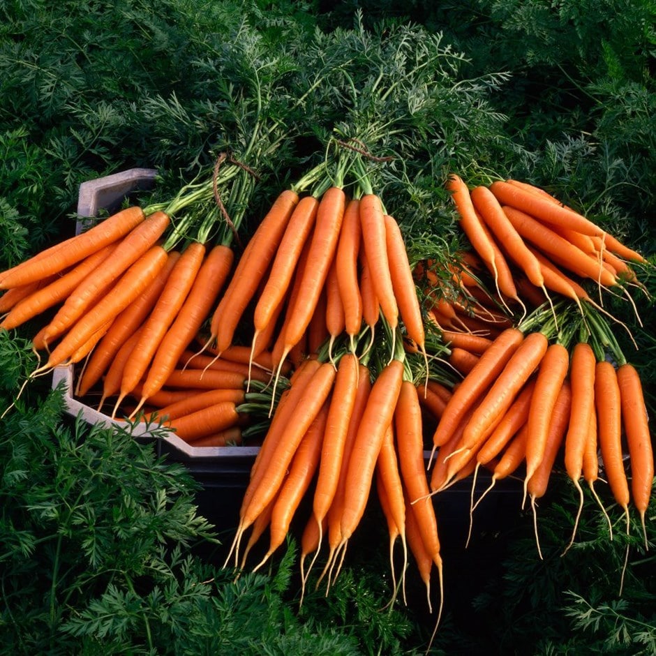 carrot 'Early Nantes'