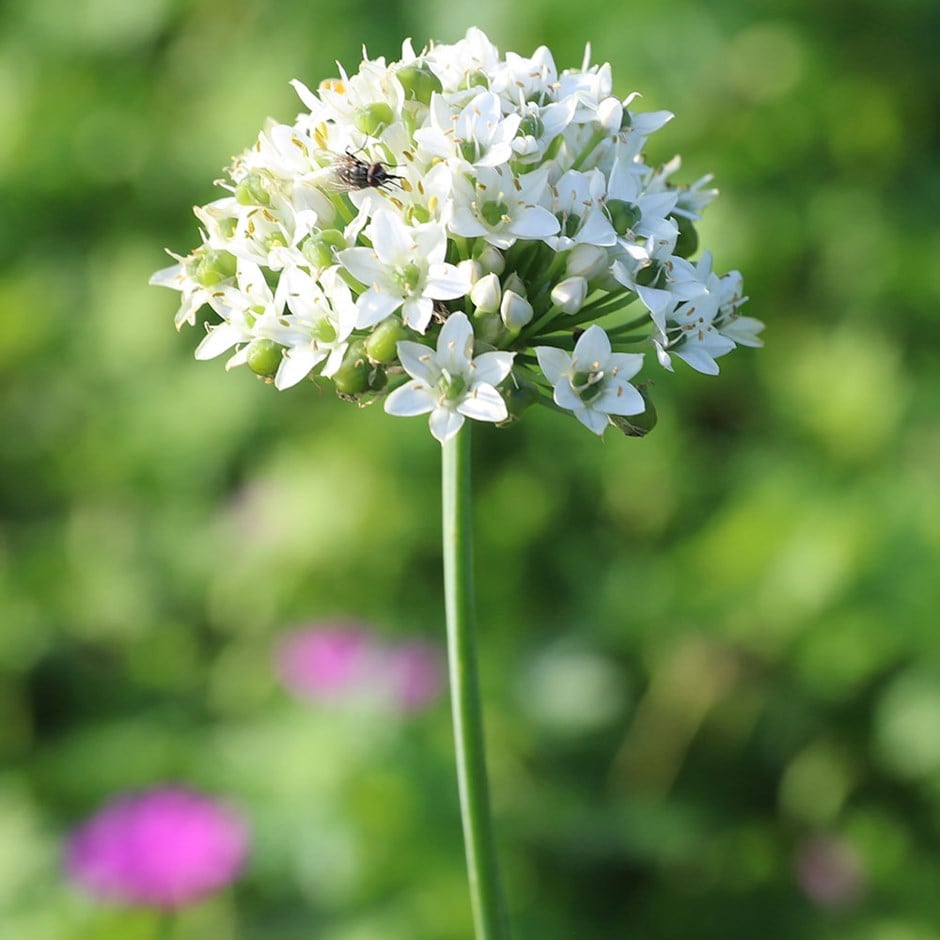 garlic chives or Allium tuberosum garlic chives or Allium tuberosum