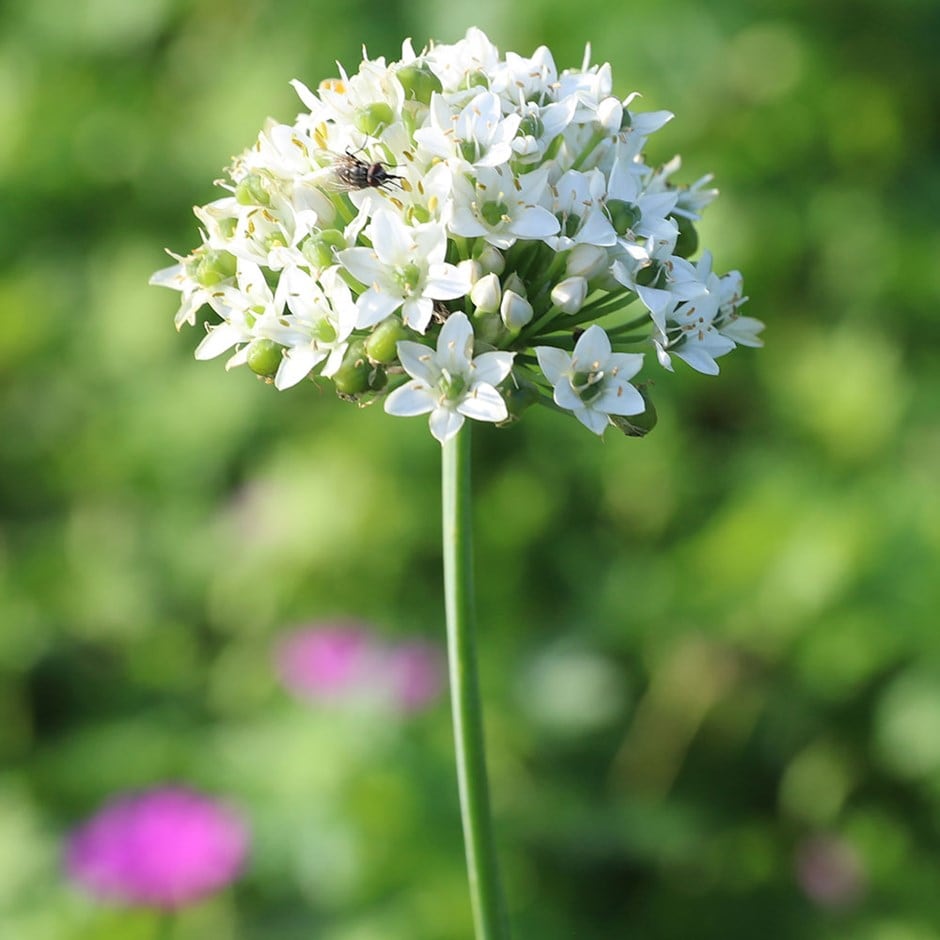 chives 'garlic'