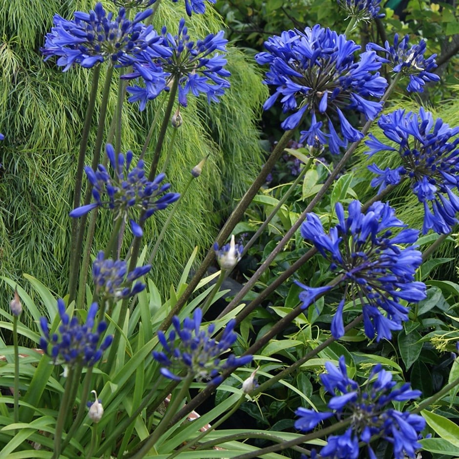 <i>Agapanthus</i> 'Midnight Star'