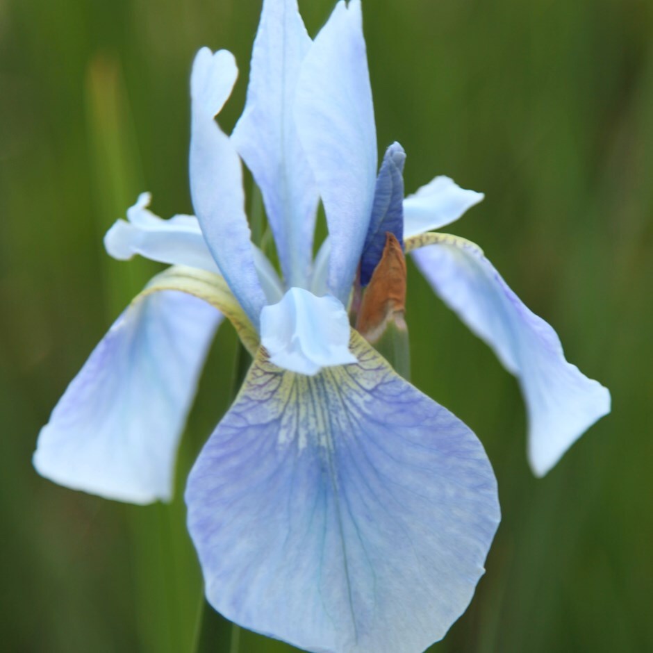 <i>Iris</i> 'Perry's Blue'